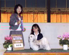 ハバニーズ ブリリアントハバニーズ ドッグショー
