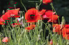 Somme Groupes - Voyages en groupes - Agence de voyages - Réceptif - Somme - Groupes - Séjour - Hauts de France - Amiens - Belvédères - Etangs - Sites de mémoire - Haute Somme