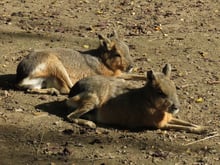 lievre de patagonie mara