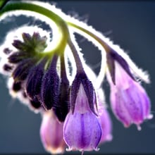 blog over hoe de distel de nationale bloem van schotland werd