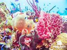 Underwater photo gallery