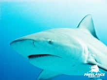 Bull Shark Dive in Playa del Carmen
