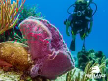 Playa del Carmen, Cozumel and Cenotes diving spots for certified divers