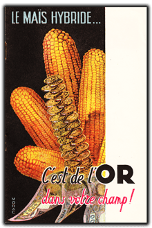 Orthe, landes, aquitaine, sud-ouest, france, maïs, hybride, millas, OGM, blé d'inde, millasson