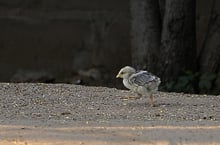 Beinahe so gut getarnt wie ein Chameleon