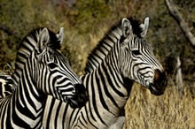 Was man alles mit schwarz und weiss anstellen kann, zeigt dieses wunderschöne Paar