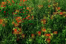 Der Regen wirkt Wunder und lässt die Farben blühen. 