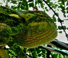 Einfach super dieses Tier! Oder nicht?