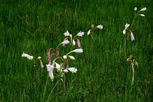Ein bisschen Regen und schon blüht alles.
