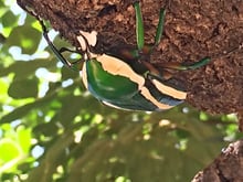 Dicronorhina derbyana (layardi) - Rosenkäfer