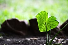 Herzensgrüsse der Natur