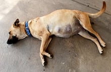 Diana beim Relaxen auf meinem Vorplatz