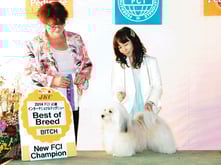 ハバニーズ ブリリアントハバニーズ ドッグショー