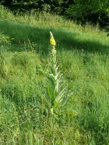 Verbascum ganze Pflanze mit Blüte