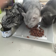 NaVita-Katzenfutter | hundkatzeschmaus.ch