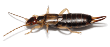 Earwigs
