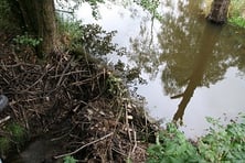 Schwander Wiesen bei Schönsee  (Foto: Götte)