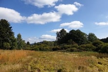 Lindauer Quellmoor (Foto: Götte)