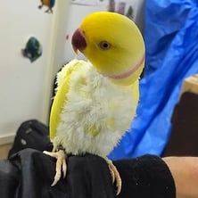 ワカオ＠ワカケホンセイインコ（認定NPO法人tsubasa）