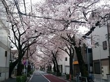 田向円融寺通り