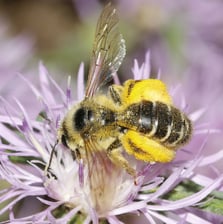© Frank Aeckersberg | naturgucker.de
