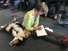 Ausbildung Hundetrainer cumcane familiari