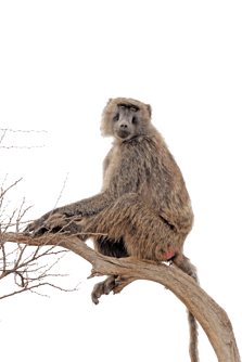 babouin singe transparent png  pour illustration devoir