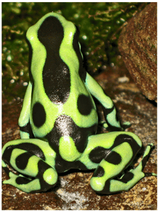 Dendrobates auratus ; source : Wikipédia