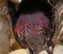 Hunde Zunge nach Prozessionsraupen Berührung