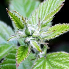 ブラックベリーの蕾