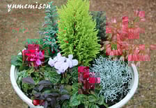 宮子花園のクリスマスの寄せ植えは、丈夫で育てやすく洋風の雰囲気です。