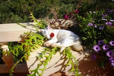 mediterrane Gelassenheit