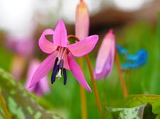 川柳さっぽろ誌のエッセンス