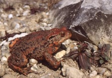 Erdkrötenweibchen, Foto: E. Andrä