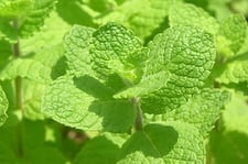 step.5　フレッシュハーブが楽しい季節編