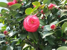 東京インテリアデザインセンター/家具/インテリア/栃木県鹿沼市/桜/公園