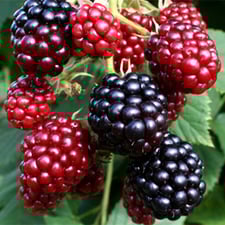 熟し始めたブラックベリーの実