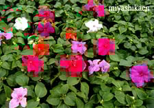 生産直売の宮子花園は、半日蔭でも花が咲いて春から秋まで長く咲いてくれるインパチェンスの花苗を販売しています。