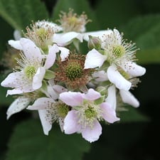 ブラックベリーの花