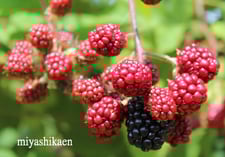 生産直売の宮子花園は、トゲが無く丈夫で育てやすくアントシアニンたっぷりの実が収穫できるブラックベリーの苗や、冷凍の実・手作りジャムを販売しています。