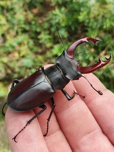 Foto: (Klaus Strickling) Hirschkäfer