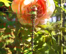 Foto: (Hermann Bergjürgen) weibliche Herbstmosaikjungfer