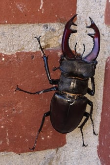 Foto: (B. Wember) Hirschkäfer