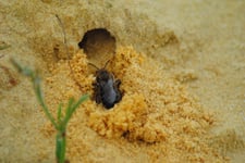 Foto: (H. Bergjürgen) Eine Sandbiene baut ihre Höhle.