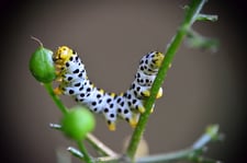 Foto: (H. Bergjürgen) Raupe des Braunwurz-Mönchs