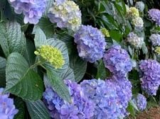 アジサイ（7月頃）