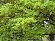 イロハカエデ（4月頃）