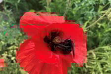 Foto: Tina Wallentin