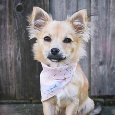 hundsoadli Halstuch für Hund rosa mit Punkten