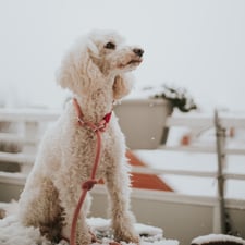 hundsoadli halsband rot weiß hund